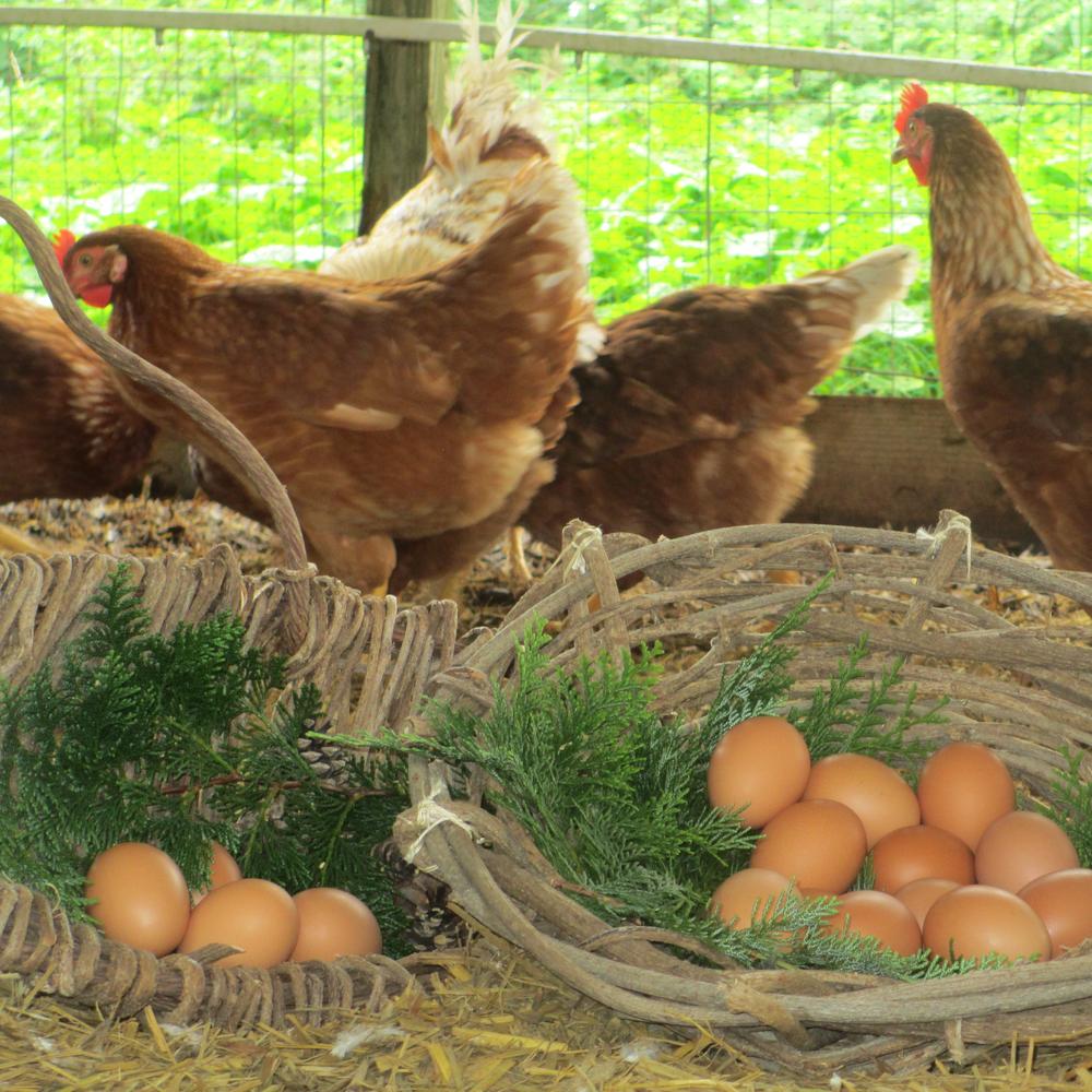 【ふるさと納税】【全3回定期便】「長崎彩黄卵」 朝採れ玉子 30個入り×1箱 計90個(30個×3回) 鶏卵 採れたて 新鮮卵 たまご タマゴ 冷蔵 長崎県 長崎市 送料無料