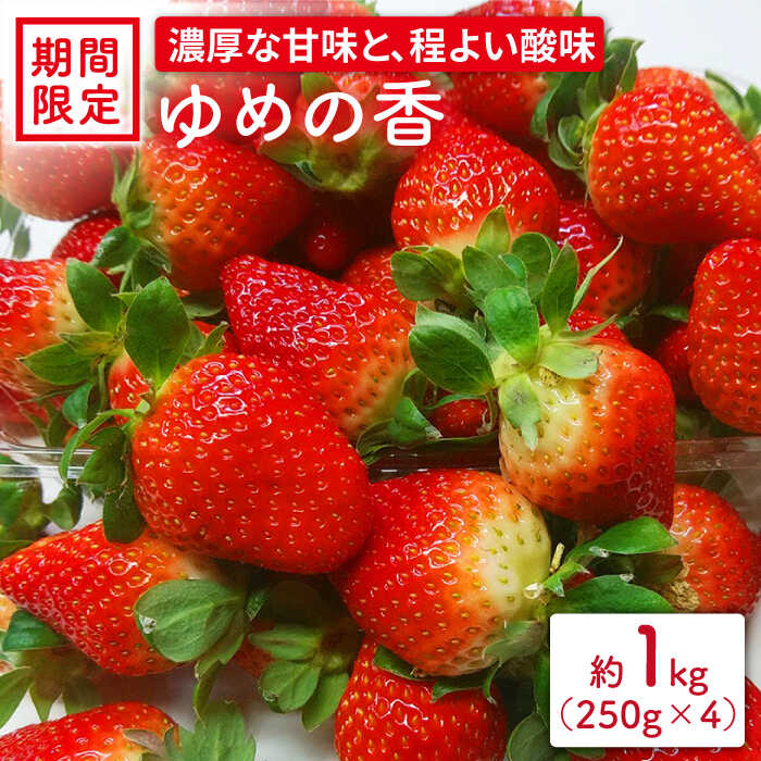 長崎県産 いちご ゆめの香 約1kg(250g×4パック) ゆめのか 苺 イチゴ 長崎市/和農園 
