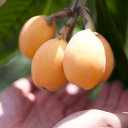 【ふるさと納税】【訳あり】長崎産 茂木びわ なつたより 2L(12粒)/3L(8粒)/4L(6粒) 選べる内容量 ご家庭用 びわ 果物 フルーツ 枇杷 長崎市産...