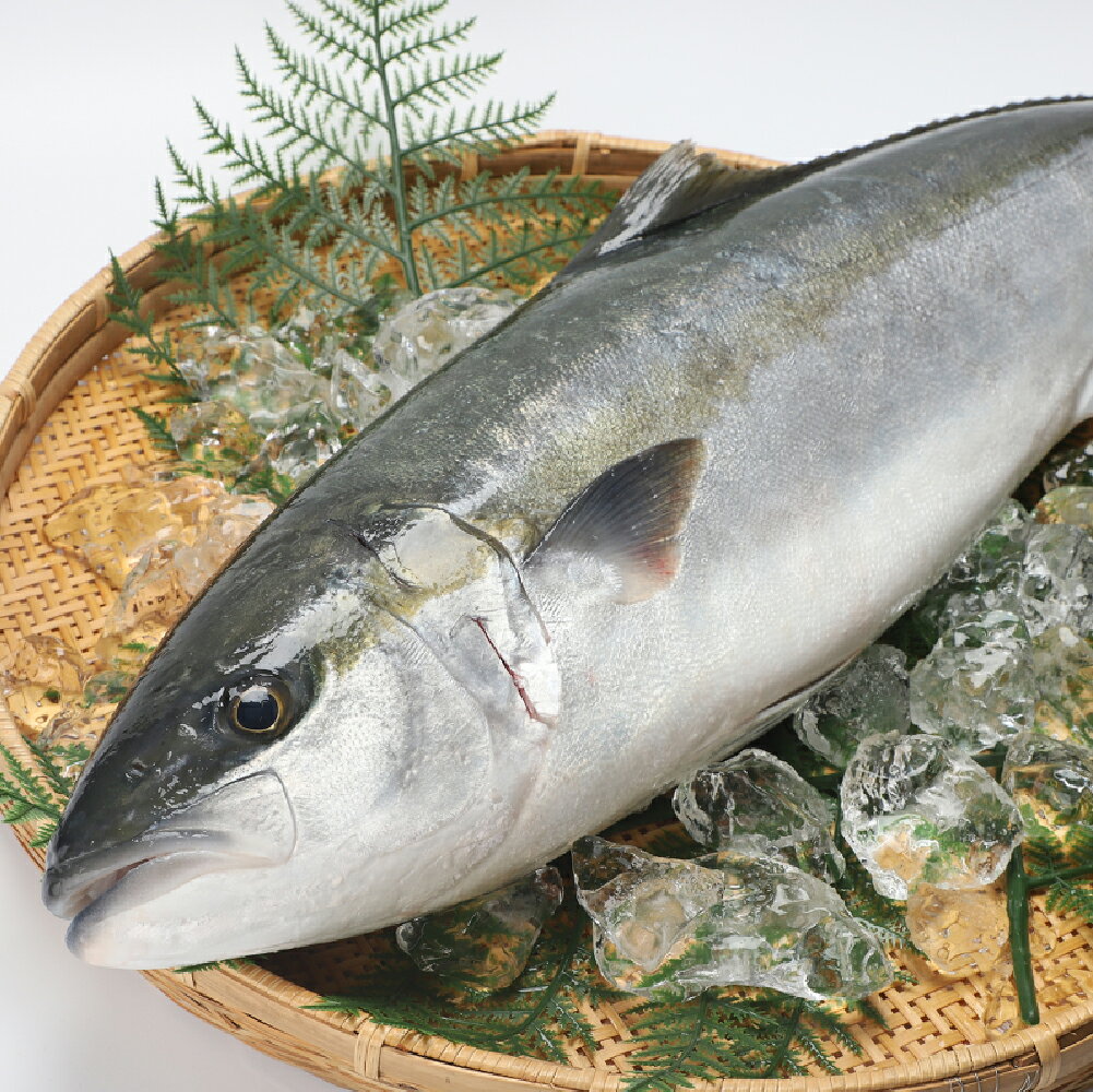【ふるさと納税】 【 産地直送 】 ひらまさ 刺身 九十九島産 スキンレスロイン セット 800g ～ 1.2kg 下処理済み 新鮮 冷蔵 鮮魚 ヒラス さしみ お刺身 平政 平鰤 海鮮 まさるフーズ 長崎県 佐世保市 f422029-sasebo-10006684 長崎県佐世保市 サンプル画像2