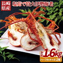 【ふるさと納税】長崎県産 塩茹で 特大 伊勢海老 2尾 ハーフカット 総計約1.6kg 海産 海鮮 プレゼント ギフト 贈り物 贈答 贈答用 お中元 お歳暮 御...