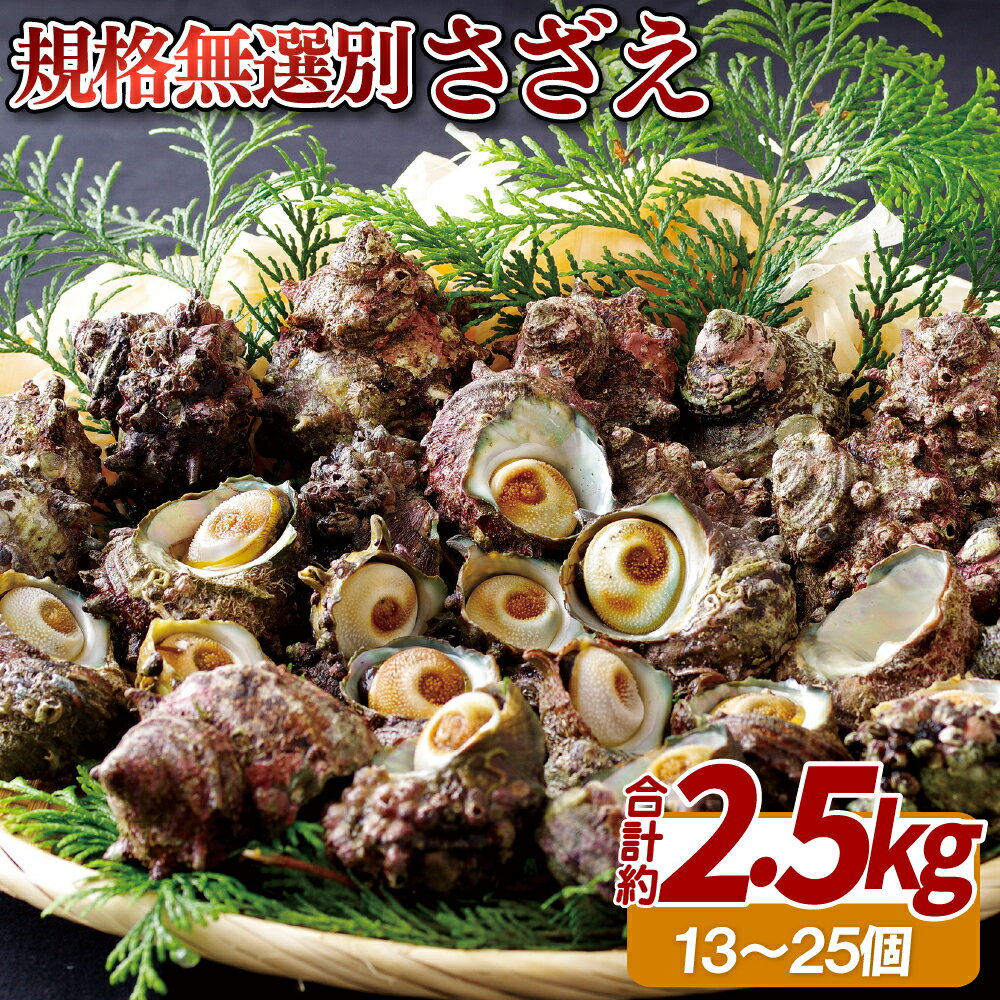 【ふるさと納税】さざえ 総計約2.5kg 大きさ いろいろ サザエ プレゼント ギフト 贈り物 贈答 贈答用 ...