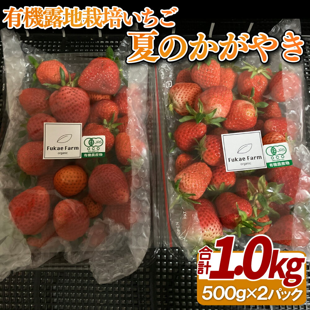 有機露地栽培いちご「夏のかがやき」1kg 15000円