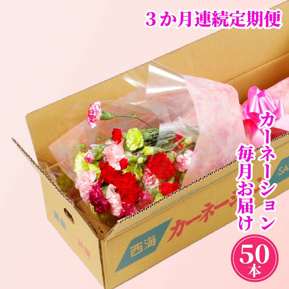 【ふるさと納税】 カーネーション 定期便 全3回 鮮度が自慢 切り花50本 箱詰め 花農家直送 国産カーネ..