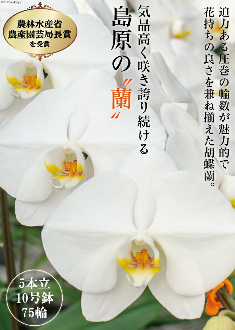 【ふるさと納税】 BA077気品高く咲き誇り続ける　島原の”蘭”　5本立10号鉢75輪