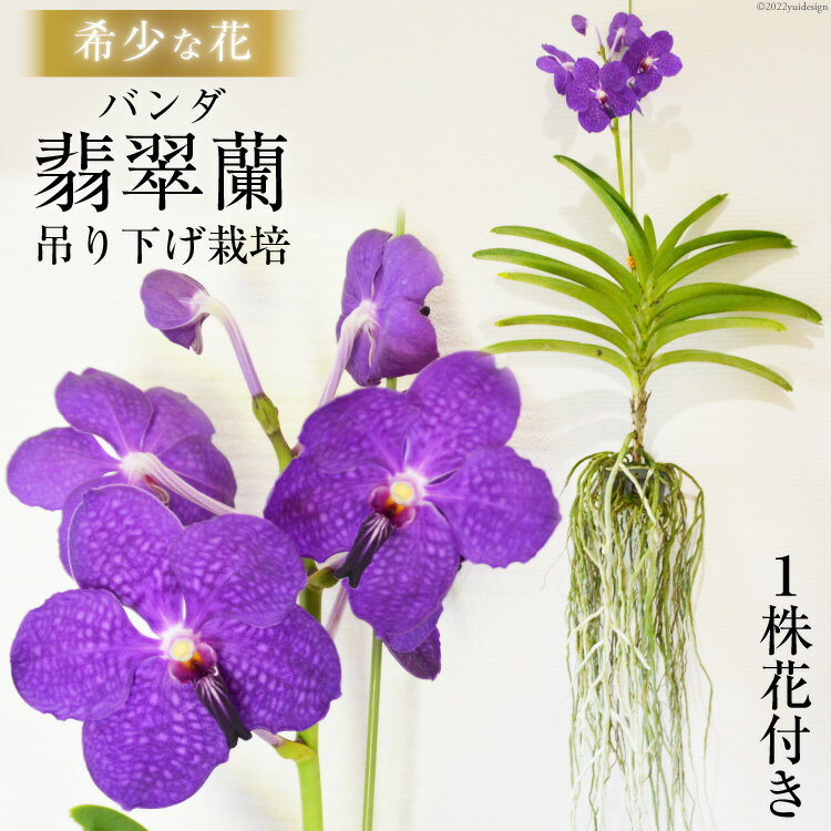 希少な花 心躍る「華やかな恋」の予感 翡翠蘭(バンダ) 1株花付き