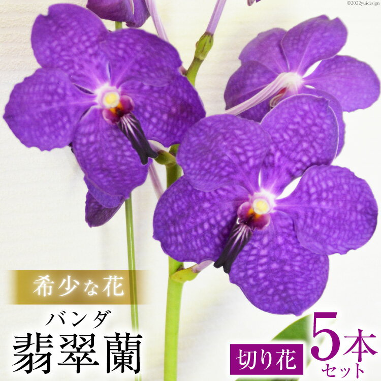 蘭（ラン） 【ふるさと納税】希少な花　「華やかな恋」の予感　翡翠蘭（バンダ）　切り花5本セット