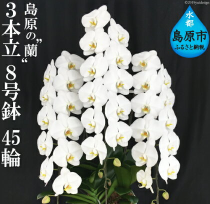 島原の”蘭” 3本立 8号鉢 45輪