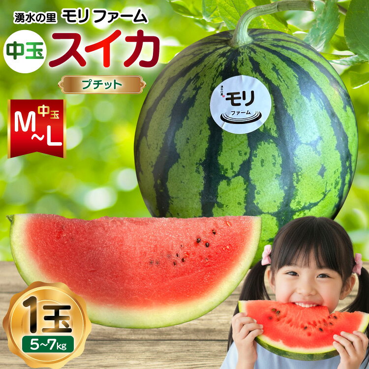 [令和8年度出荷分] 湧水の里 モリファーム 中玉スイカ プチット M〜L 5〜7kg 1玉 [ 先行予約 数量限定 中玉 スイカ 西瓜 フルーツ 果物 長崎 長崎県 島原市 ]