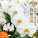 【ふるさと納税】BA077気品高く咲き誇り続ける 島原の”蘭” 5本立10号鉢75輪