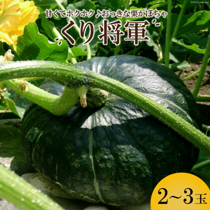 ホクホク甘い！ 長崎県産 くりかぼちゃ 「くり将軍」 約5kg（2〜3玉）