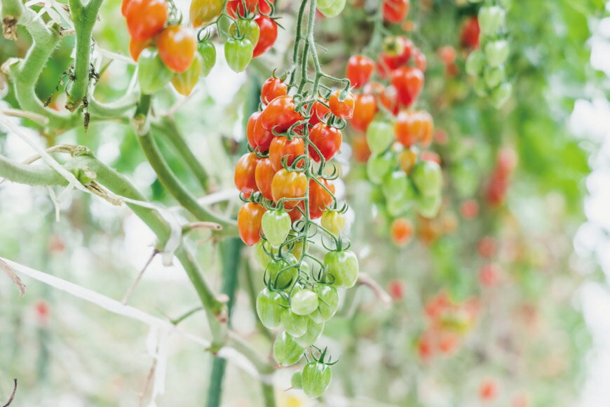 【ふるさと納税】 AF015 朝採れミニトマト トマトベリー たっぷり！1kg [トマト ミニトマト 1キロ 山口農園 長崎県 島原市]