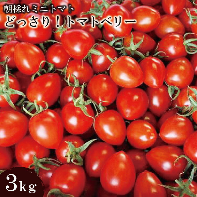 【ふるさと納税】AF016 朝採れミニトマト どっさり！トマトベリー 3kg【ミニトマト トマトベリー 3キロ ハート型 リコピンが豊富 島原湧水 島原 山口農園】