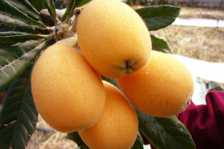 【ふるさと納税】 AF221【令和8年度出荷分】果汁たっぷり！川田さん家の温室栽培びわ 1kg [びわ ビワ フルーツ 果物 長崎県 島原市]