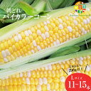 【ふるさと納税】 AG034 【令和8年度出荷分】5月下旬から出荷!「朝どれバイカラーコーン!」L×11~15本セット