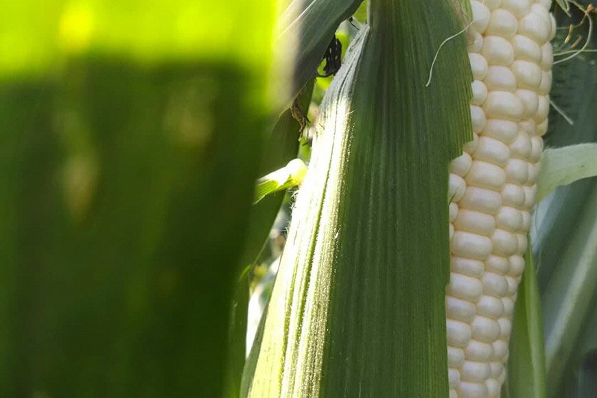 【ふるさと納税】BG036 【令和8年度出荷分】6月中旬から出荷！ 幻の朝どれ ホワイトコーン 200g以上×18本以上 4.5kg ～名水百選の里 島原産～