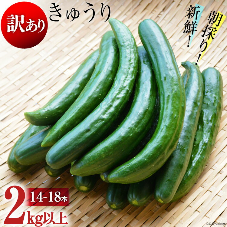 野菜・きのこ(キュウリ)人気ランク1位　口コミ数「2件」評価「4.5」「【ふるさと納税】【令和6年度出荷分】【訳あり】新鮮 朝採りきゅうり 2kg以上」