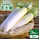 【ふるさと納税】 AG080 酒井農園の冬大根 3kg以上(3本入)