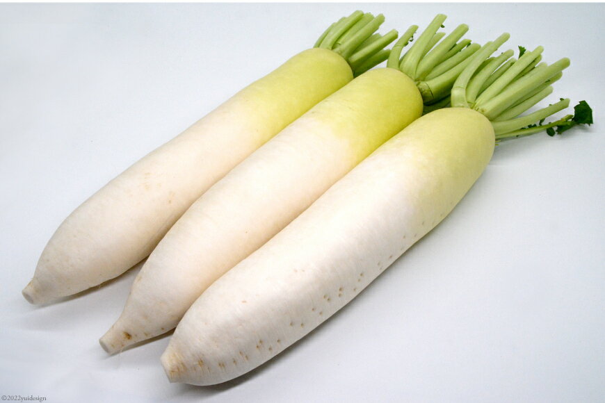 【ふるさと納税】 AG080 酒井農園の冬大根 3kg以上（3本入）