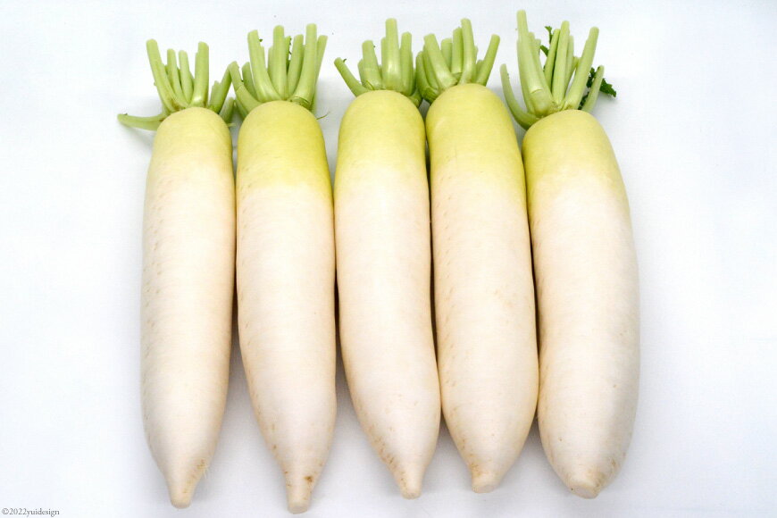 【ふるさと納税】 AG081 酒井農園の冬大根 5kg以上（5本入）