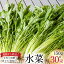 【ふるさと納税】【BH017】水菜 150g×30束