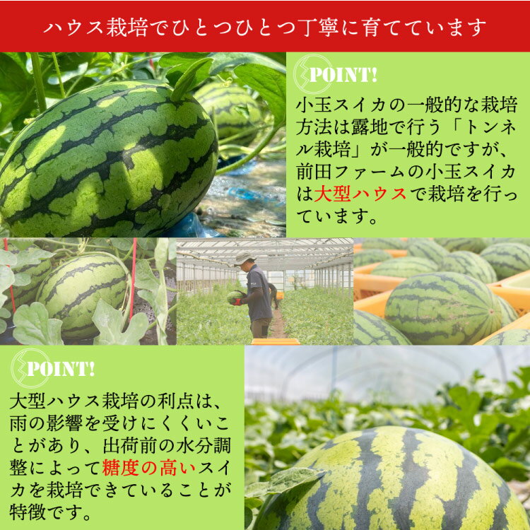 【ふるさと納税】BH078 【ハウス栽培限定】前田ファームから直送！小玉スイカ うり坊 約8kg [ 小玉 スイカ すいか 野菜 果物 夏野菜 長崎県 島原市 ]