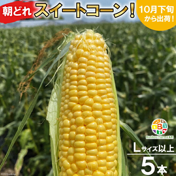 【ふるさと納税】BF110 10月下旬から出荷!「朝どれスイートコーン!」Lサイズ以上×5本セット【全国的にも珍しい秋季出荷】 【とうもろこし スイートコーン 秋出荷 野菜 長崎 長崎県 島原市 送料無料】