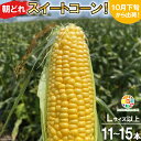 【ふるさと納税】BF111 10月下旬から出荷!「朝どれスイートコーン!」Lサイズ以上×11〜15本セット【全国的にも珍しい秋季出荷】【とうもろこし スイートコ...