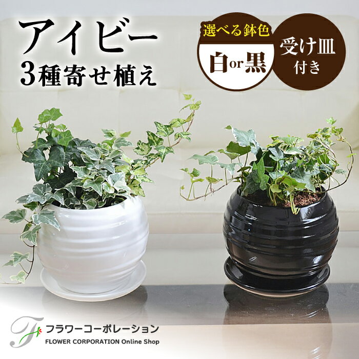 観葉植物 アイビー ヘデラ 3種 寄せ植え ボール形 陶器 鉢植え (白/黒)インテリア ギフト / 観葉 植物 インテリア おしゃれ プレゼント / 大村市 / フラワーコーポレーション[ACAB367]