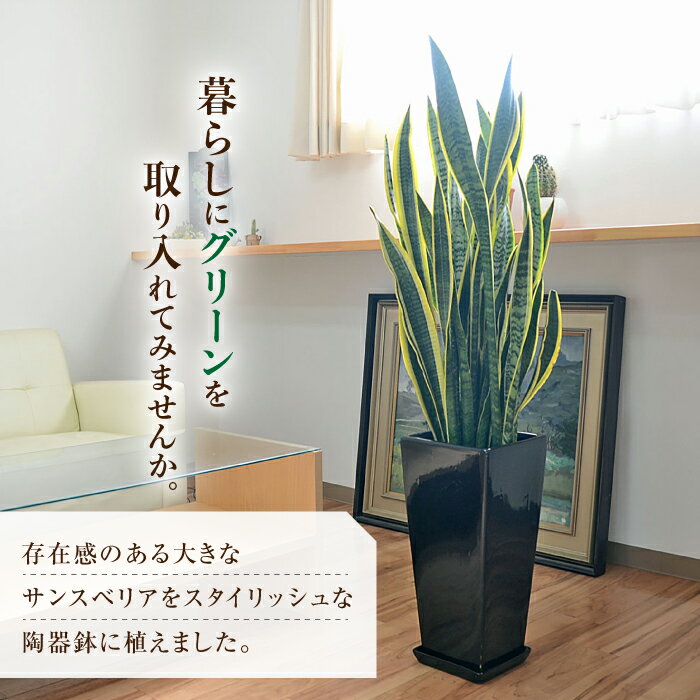 【ふるさと納税】観葉植物 サンスベリア・ローレ...の紹介画像2