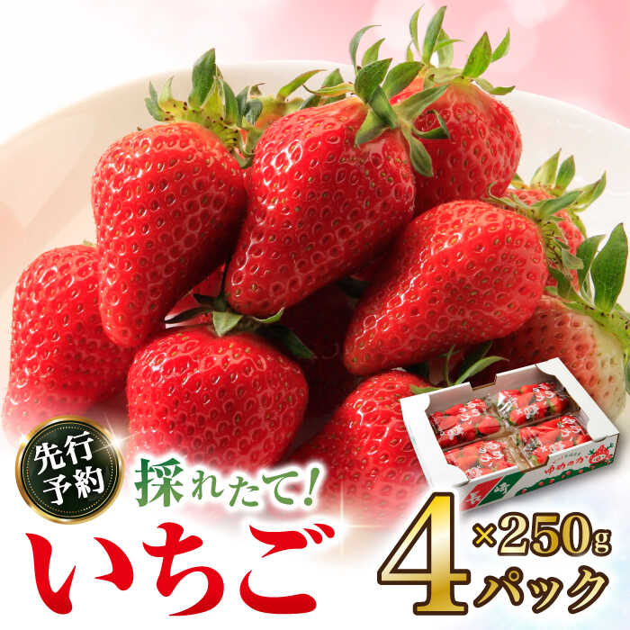 【ふるさと納税】【順次発送中！】いちご 1箱 (約250g×4P) 約1kg / いちご 苺 イチゴ フルーツ ふるーつ 果物 くだもの 先行予約/ 大村市 / おおむら夢ファームシュシュ[ACAA107]のサムネイル