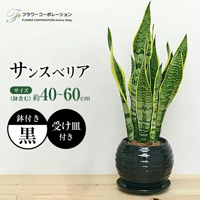 20位! 口コミ数「1件」評価「5」観葉植物 サンスベリア ボール型 陶器鉢 黒 / 観葉 植物 インテリア おしゃれ プレゼント / 大村市 / フラワーコーポレーション[A･･･ 