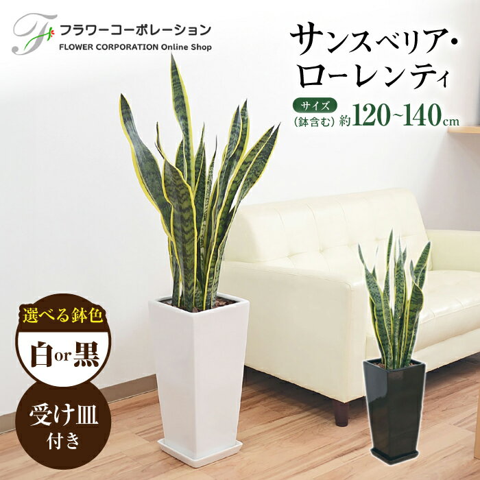 【ふるさと納税】観葉植物 サンスベリア・ローレンティ ロングスクエア 陶器鉢植え（白/黒） BIGサイズ インテリア / 観葉 植物 インテリア おしゃれ プレゼント / 大村市 / フラワーコーポレーション[ACAB375]