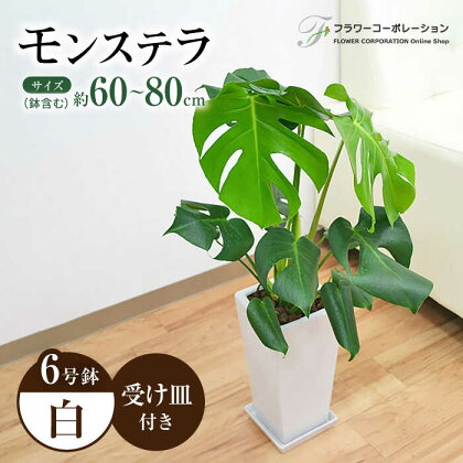 観葉植物 モンステラ スクエア 陶器鉢植え 6号×1個 大村市 フラワーコーポレーション[ACAB359]