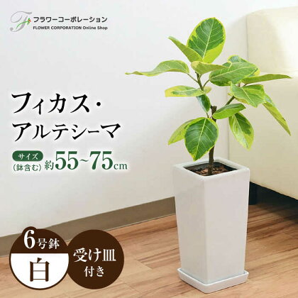 観葉植物 フィカス・アルテシーマ (アルテシマゴム) 6号 スクエア 陶器鉢植え 【鉢色：白】大村市 フラワーコーポレーション[ACAB362]