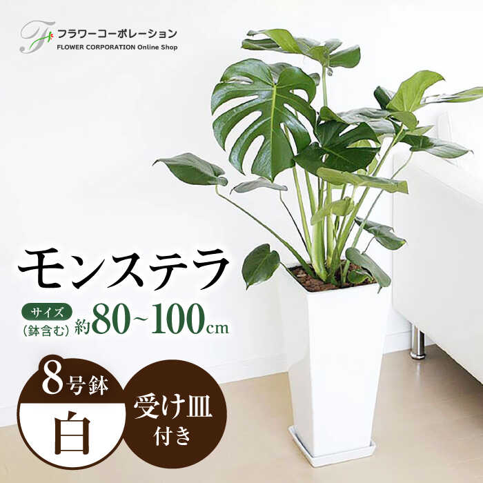 観葉植物 モンステラ 8号サイズ ロングスクエア 陶器鉢植え [鉢色:白] / 観葉 植物 インテリア おしゃれ プレゼント / 大村市 / フラワーコーポレーション[ACAB365]