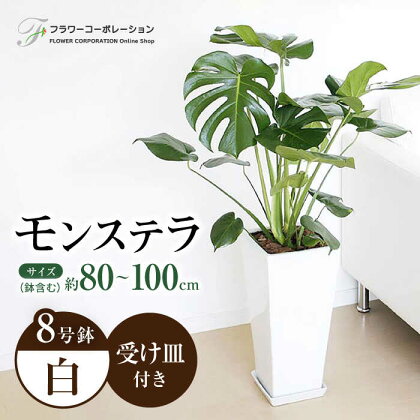 観葉植物 モンステラ 8号サイズ ロングスクエア 陶器鉢植え 【鉢色：白】 大村市 フラワーコーポレーション[ACAB365]