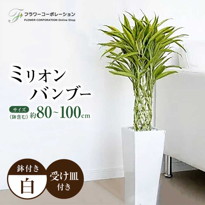 観葉植物 萬年竹 (ミリオンバンブー) ロングスクエア 陶器 鉢植え 大村市 フラワーコーポレーション[ACAB366]