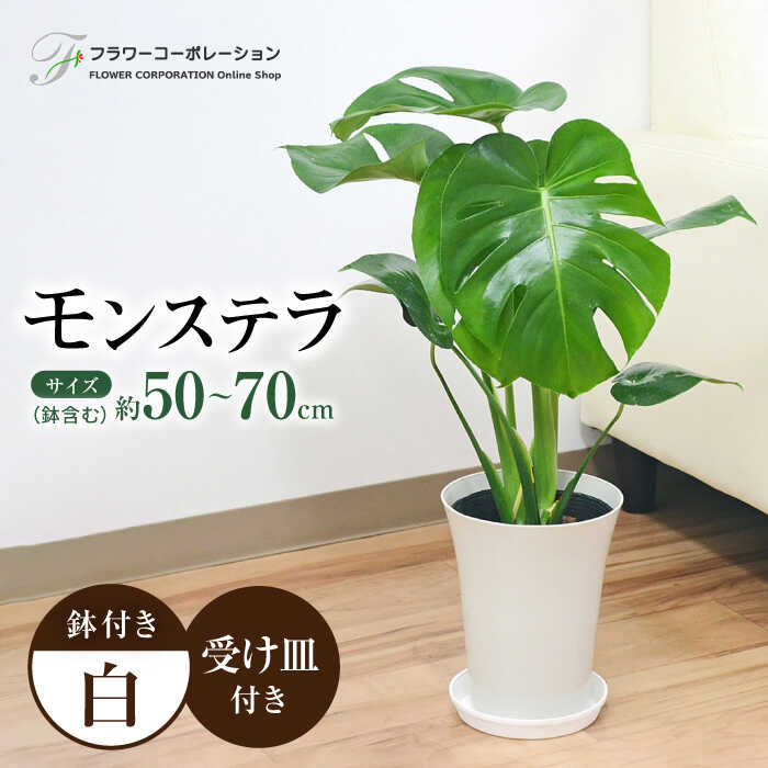 観葉植物 モンステラ プラスチック鉢入り / 観葉 植物 インテリア おしゃれ プレゼント / 大村市 / フラワーコーポレーション[ACAB372]