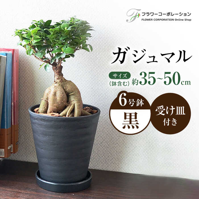 観葉植物 ガジュマル 多幸の木 6号 ブラックセラアート 鉢 / 観葉 植物 インテリア おしゃれ プレゼント / 大村市 / フラワーコーポレーション[ACAB376]