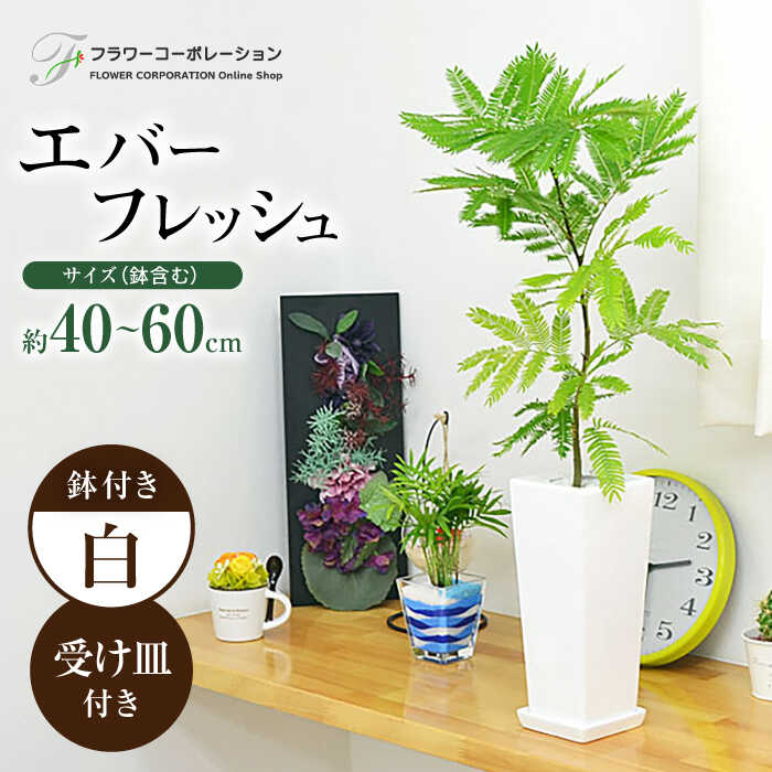 観葉植物 エバーフレッシュ ネムノキ スクエア 陶器鉢 角型 / 観葉 植物 インテリア おしゃれ プレゼント / 大村市 / フラワーコーポレーション[ACAB380]