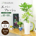 エバーフレッシュ 【ふるさと納税】観葉植物 エバーフレッシュ ネムノキ スクエア 陶器鉢 角型 / 観葉 植物 インテリア おしゃれ プレゼント / 大村市 / フラワーコーポレーション[ACAB380]