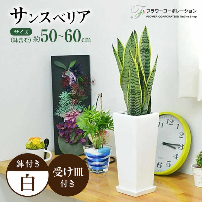 観葉植物 サンスベリア 陶器鉢植え 植物 インテリア 角型 / 観葉 植物 インテリア おしゃれ プレゼント / 大村市 / フラワーコーポレーション[ACAB381]