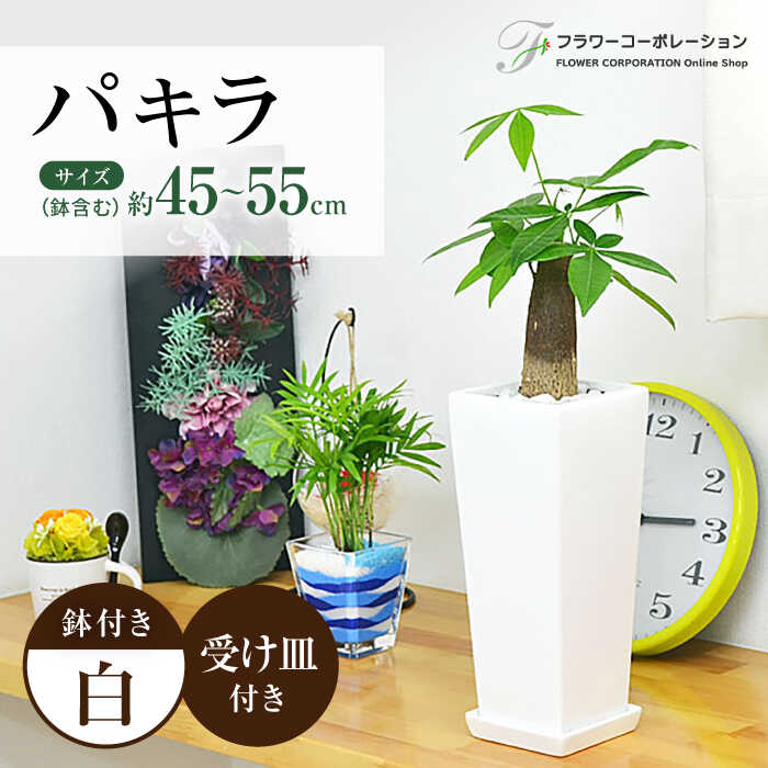 観葉植物 パキラ 陶器鉢植え インテリア 陶器鉢 卓上 角型 / 観葉 植物 インテリア おしゃれ プレゼント / 大村市 / フラワーコーポレーション[ACAB383]