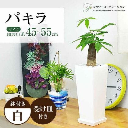 観葉植物 パキラ 陶器鉢植え インテリア 陶器鉢 卓上 角型 大村市 フラワーコーポレーション[ACAB383]