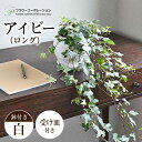 アイビー 【ふるさと納税】観葉植物 アイビー (ヘデラ) ロングボール形 陶器 鉢植え 大村市 フラワーコーポレーション[ACAB387]