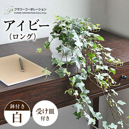 観葉植物 アイビー (ヘデラ) ロングボール形 陶器 鉢植え 大村市 フラワーコーポレーション[ACAB387]