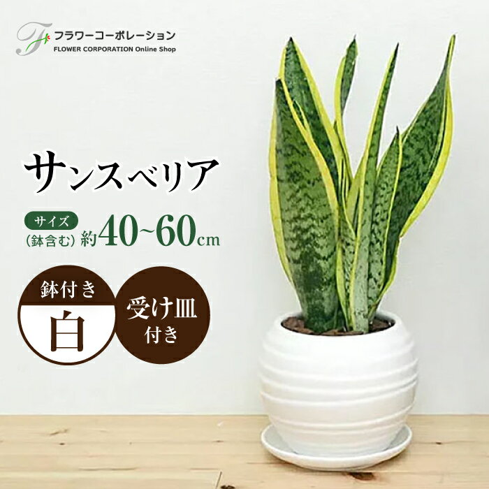 観葉植物 サンスベリア ボール型 陶器鉢 白 / 観葉 植物 インテリア おしゃれ / 大村市 / フラワーコーポレーション[ACAB468]