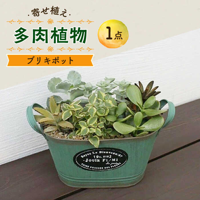 5位! 口コミ数「0件」評価「0」多肉植物の寄せ植え / 多肉植物 おしゃれ ブリキ ポット インテリア / 大村市 / アトリウム琴花園[ACAB001]