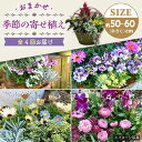 【ふるさと納税】【4回定期便】おまかせ 季節の寄せ植え プランター / ドライフラワー ナチュラル かご アレンジ 花 インテリア / 大村市 アトリウム琴花園...